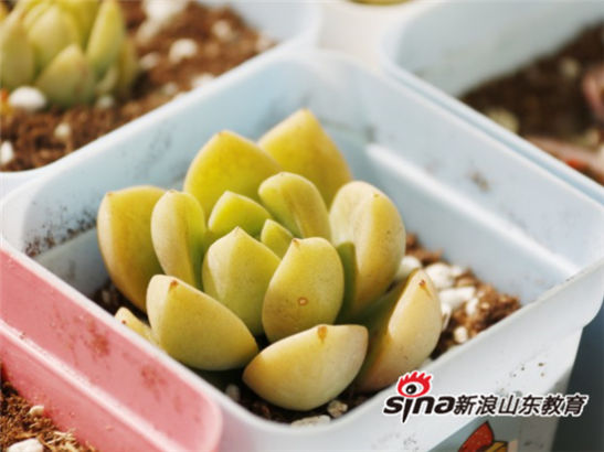 齐鲁理工学院举办第七届全国大学生绿植领养活动：有种青年 为爱发声